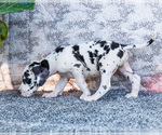 Small Photo #5 Great Dane Puppy For Sale in WAKARUSA, IN, USA