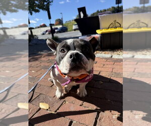 Meatball - Female Bulldog-Unknown Mix Dog for Adoption - Photo #3