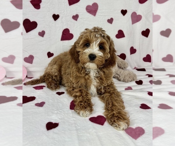 Medium Photo #2 Cavapoo (Standard) Puppy For Sale in GREENFIELD, IN, USA