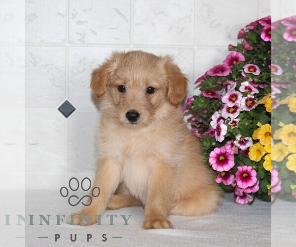 Medium Photo #1 Jack-A-Poo Puppy For Sale in KIRKWOOD, PA, USA