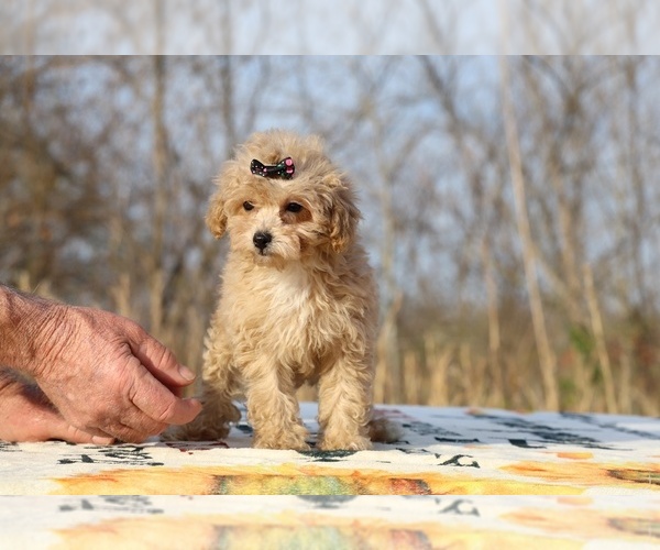 Medium Photo #5 Poodle (Toy) Puppy For Sale in DYERSBURG, TN, USA