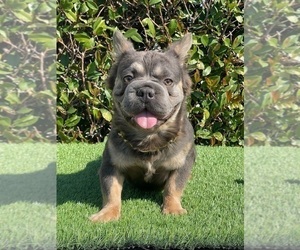 Father of the French Bulldog puppies born on 04/26/2025