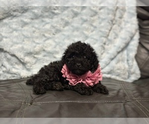 Poodle (Toy) Puppy for sale in CAMPBELLSVILLE, KY, USA