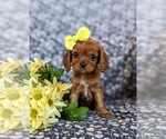Small Photo #1 Cavalier King Charles Spaniel Puppy For Sale in CHRISTIANA, PA, USA