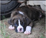 Puppy Puppy 7 Boxer