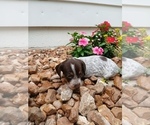 Small Photo #14 Dachshund Puppy For Sale in MULBERRY GROVE, IL, USA