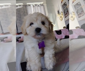 Maltipoo (Toy) Puppy for sale in SAN ANTONIO, TX, USA