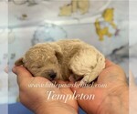 Image preview for Ad Listing. Nickname: Tiny Templeton