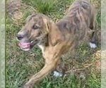 Small #2 Mutt