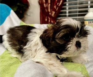 Shih Tzu Puppy for sale in MOORESVILLE, NC, USA