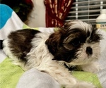 Small Photo #1 Shih Tzu Puppy For Sale in MOORESVILLE, NC, USA