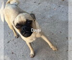Small #2 Pug Mix