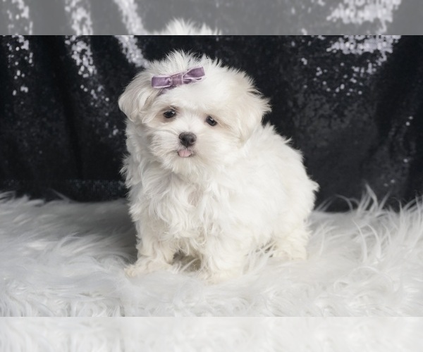 Medium Photo #5 Maltese Puppy For Sale in WARSAW, IN, USA