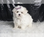 Small #4 Maltese