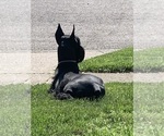 Small #11 Schnauzer (Giant)