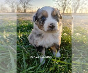 Australian Shepherd Puppy for sale in TAYLOR, TX, USA