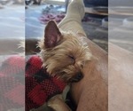 Small Photo #1 Yorkshire Terrier Puppy For Sale in PITTSBURG, KS, USA