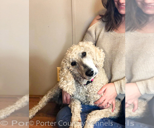 Mother of the English Cream Golden Retriever-Poodle (Standard) Mix puppies born on 04/27/2020