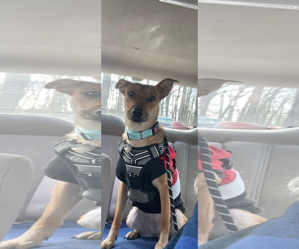 Medium Photo #13 Rat Terrier-Unknown Mix Puppy For Sale in Oakhurst, NJ, USA
