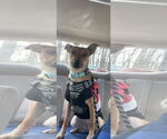 Small #12 Rat Terrier Mix