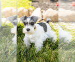Puppy Spot Schnauzer (Miniature)