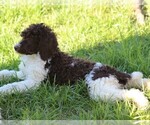 Small Photo #7 Poodle (Standard) Puppy For Sale in LINDEN, TN, USA