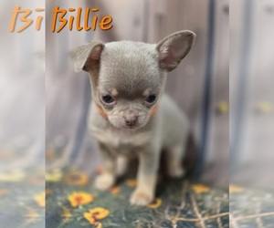 Chihuahua Puppy for Sale in HOMERVILLE, Georgia USA