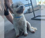 Small #7 Maltese Mix