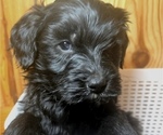Puppy Macy Double Doodle
