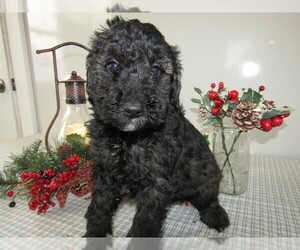 Goldendoodle Puppy for sale in DETROIT, MI, USA