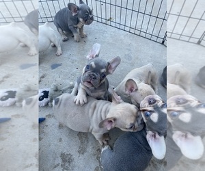 French Bulldog Dog for Adoption in HESPERIA, California USA