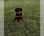 Small #5 Airedale Terrier-Bernese Mountain Dog Mix
