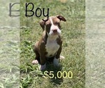 Small Photo #7 American Bully Puppy For Sale in BEECH GROVE, IN, USA