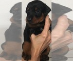 Small Photo #12 Doberman Pinscher Puppy For Sale in CORONA, CA, USA