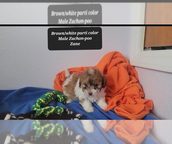Medium Photo #3 Zuchon Puppy For Sale in TUCSON, AZ, USA