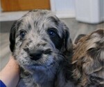 Small Photo #1 Labradoodle Puppy For Sale in ALBUQUERQUE, NM, USA