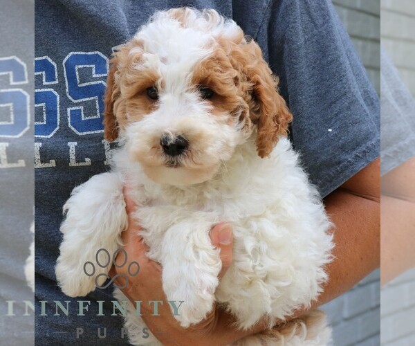 Medium Photo #3 Goldendoodle (Miniature) Puppy For Sale in NARVON, PA, USA