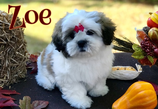 Medium Photo #1 Mal-Shi Puppy For Sale in BUFORD, GA, USA