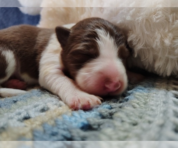 Medium Photo #19 Border Collie Puppy For Sale in NORBORNE, MO, USA