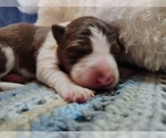 Small #18 Border Collie