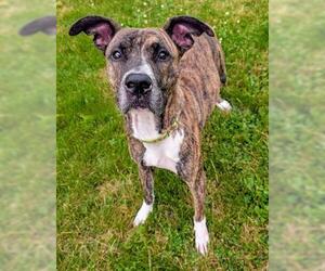 American Pit Bull Terrier-Unknown Mix Dogs for adoption in Akron, OH, USA