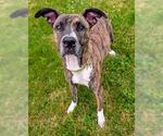 Small American Pit Bull Terrier Mix