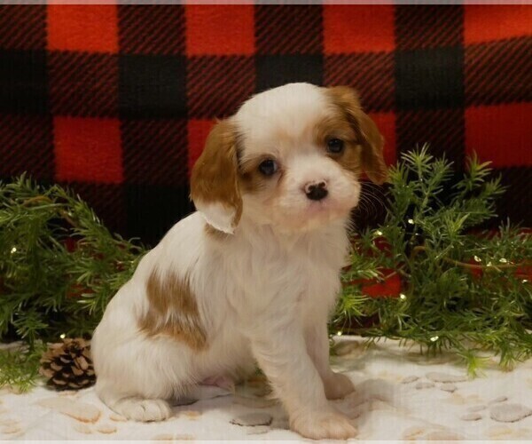Medium Photo #1 Cavalier King Charles Spaniel Puppy For Sale in MARCELLUS, MI, USA