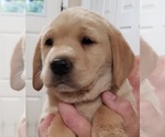 Small #14 Labrador Retriever