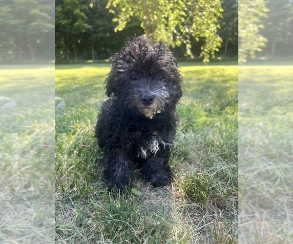 Medium Photo #27 Poodle (Miniature) Puppy For Sale in DURHAM, CT, USA