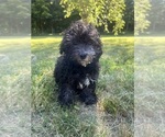 Small #26 Poodle (Miniature)