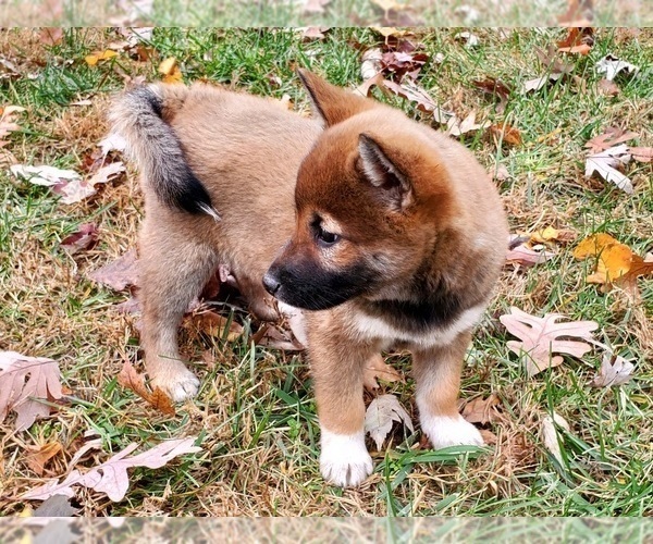 Medium Photo #6 Shiba Inu Puppy For Sale in CLARK, MO, USA