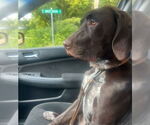 Small #2 German Shorthaired Pointer