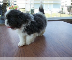 Shih Tzu Puppy for sale in S ZANESVILLE, OH, USA