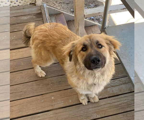 Medium Photo #4 Great Pyrenees-Unknown Mix Puppy For Sale in San Diego, CA, USA